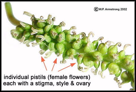 شاهتوت یا توت هیمالیایی